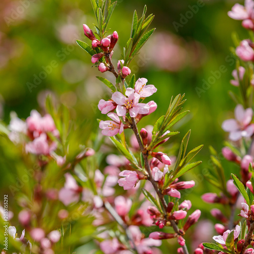 Obraz na płótnie Steppe almond, or low almond, or dwarf almond , or laburnum ( lat