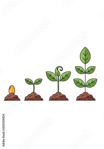 Vector Illustration of Plant Growth Stages from Seed to Sprout and Young Leafy Plant on White Background