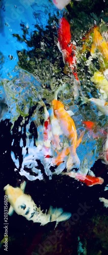 Colorful koi fish swimming energetically near the water surface in a decorative pond, creating vibrant ripples and reflections with dynamic movement and natural outdoor lighting.