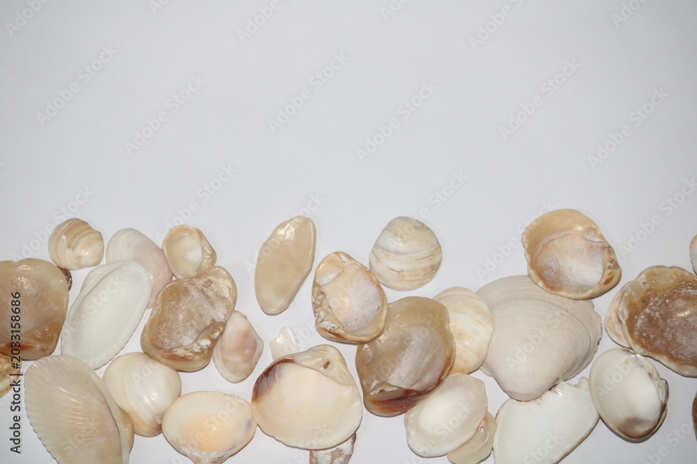 Obraz premium Sea shells isolated on white background