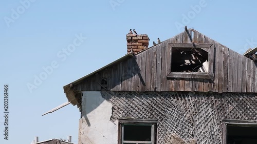 Abandoned wooden house with damaged walls, broken roof and birds sitting on a chimney. Universal background for historical documentaries, dramatic storytelling, or real estate renovation concepts.