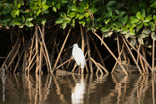 White Egret in Mangrove Wetland
