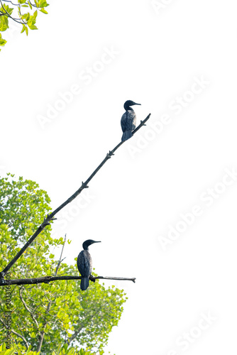 Little Cormorants Resting on mangrove tree