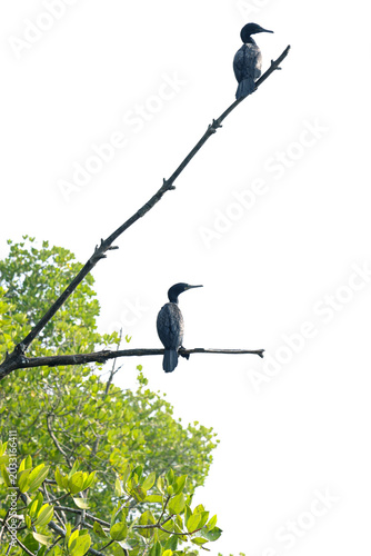 Little Cormorants Resting on mangrove tree