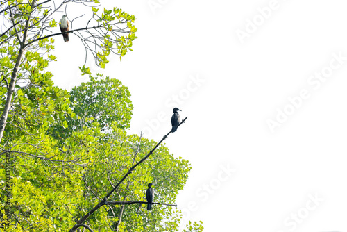 Little Cormorants and eagle Resting on mangrove tree