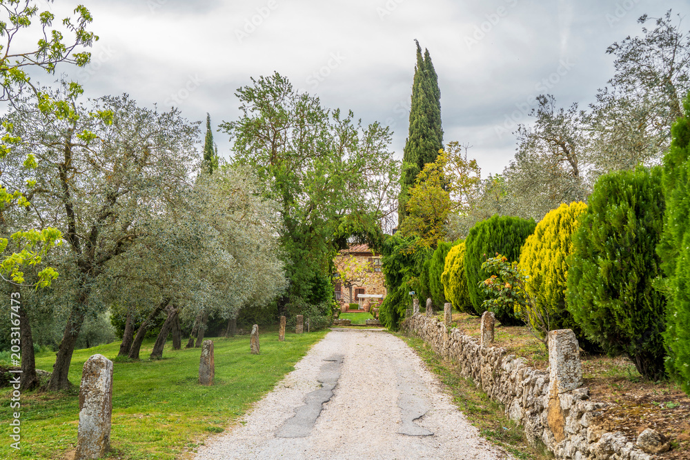 Naklejka premium The farmland road in Tuscany Region of Italy