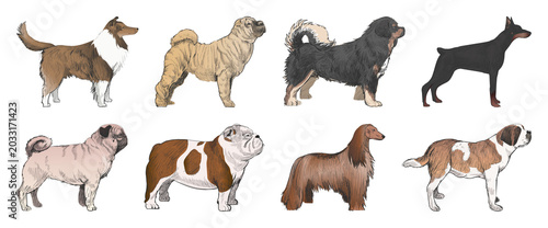 Fotografie Illustrated diverse dog breeds lineup element set