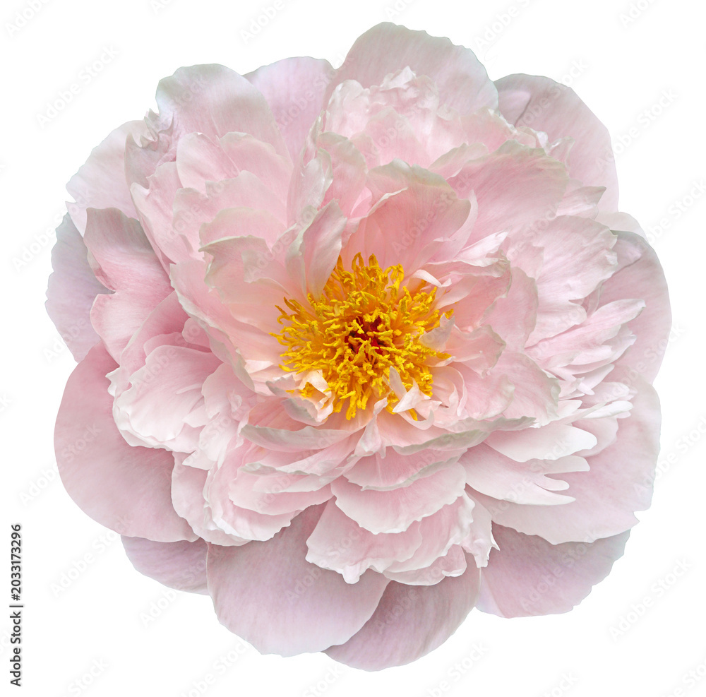 Fototapeta premium Peony flower on isolated background with clipping path. Closeup. For design. Nature.. Transparent background 