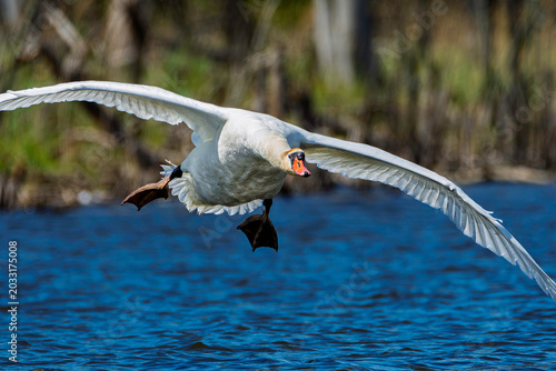 A mute swan, Cygnus olor, landing on the Grand River in Grand Haven, Michigan