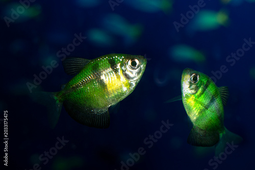 Aquarium  fish-ternetzi swim. Two fish  are green with black stripes. The Latin name Gymnocorymbus ternetzi.