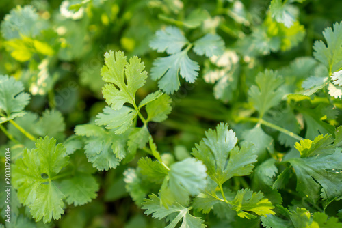 Quadro su tela Green herb leaves, fresh cilantro foliage close up with soft natural light and s