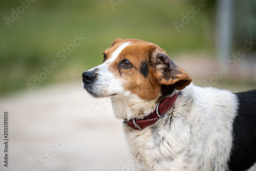 Beautiful mixed breed dog standing outside with a calm expression and looking into the distance. Natural daylight, selective focus and blurred background create a warm and friendly pet portrait