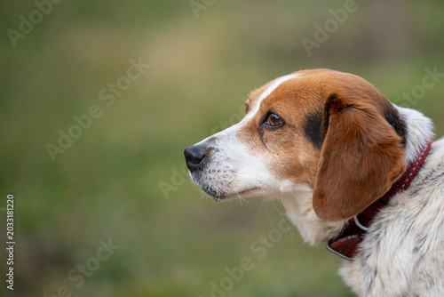 Portrait of a cute mixed breed dog standing outdoors and looking into the distance. Brown, white and black coat, wearing a red collar, with natural background and shallow depth of field. 