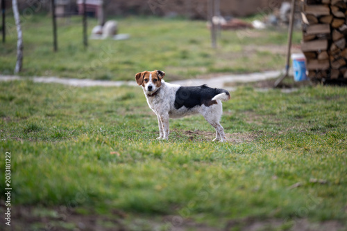 Cute mixed breed dog running across a backyard on a sunny day. Happy family pet enjoying outdoor play with energy and excitement. 