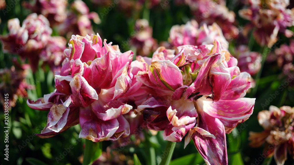 Fototapeta premium Bright red, white, and pink double-flowered tulips bloom beautifully in a lush flower bed, showcasing the colors of spring. Pink tulips with white fringes.