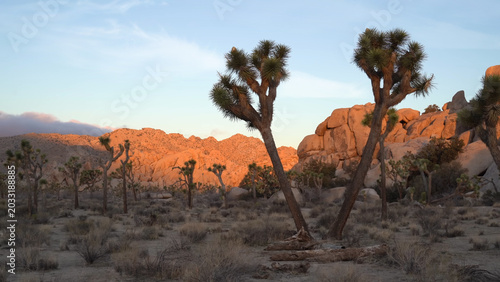 Foto A travel to joshua tree national park at 
california state of usa