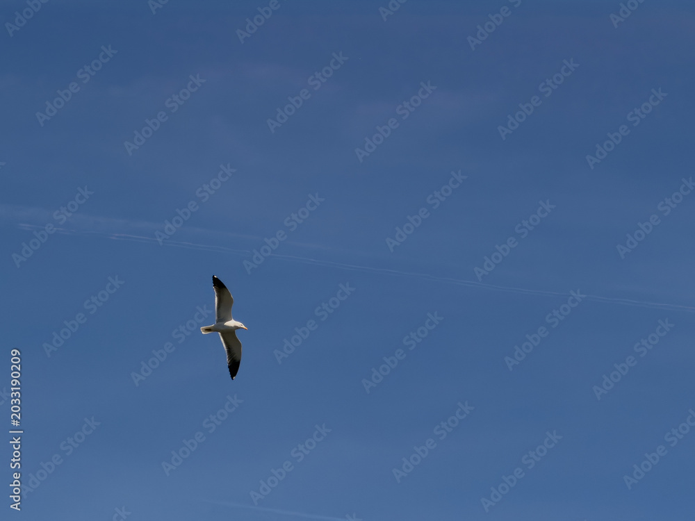 Obraz premium seagull in flight against a vast blue sky