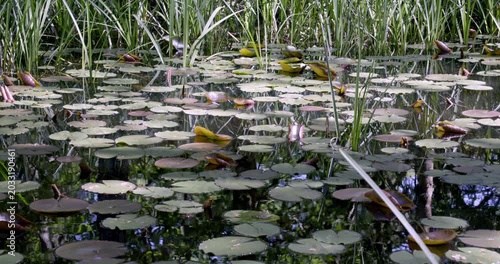 Spring colors and Lotus, Auvergne, France.