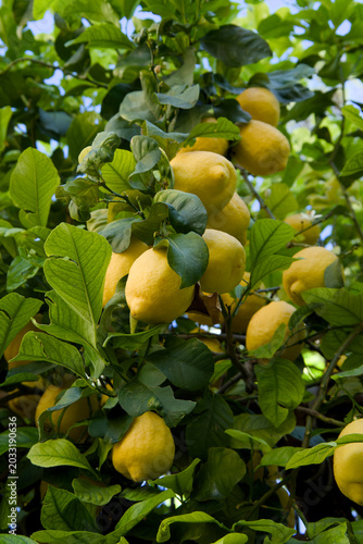 Photos Abundant lemons hanging from a citrus tree surrounded by healthy green foliage