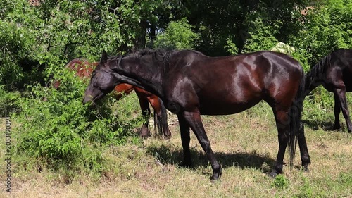 Horses grazing in sunny countryside