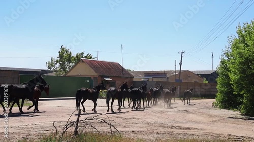 Horse herd running on rural road