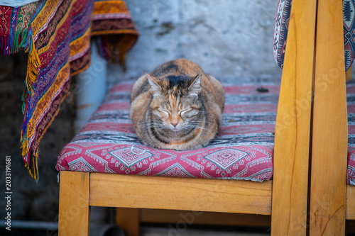 A picture of a cat sitting in a comfortable bench in a city