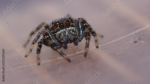 Araña saltarina