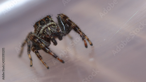 Araña saltarina