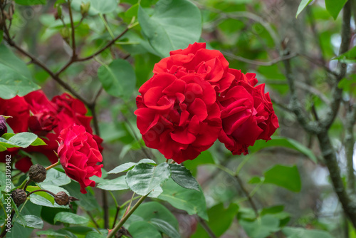 Red rose flowers and bud growing in country rose garden. Rosebush abundant blooming in summer. Nature background with flowering scarlet roses. Natural floral summer bloom garden or park backdrop.