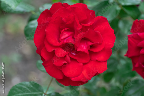 Red rose flowers and bud growing in country rose garden. Rosebush abundant blooming in summer. Nature background with flowering scarlet roses. Natural floral summer bloom garden or park backdrop.