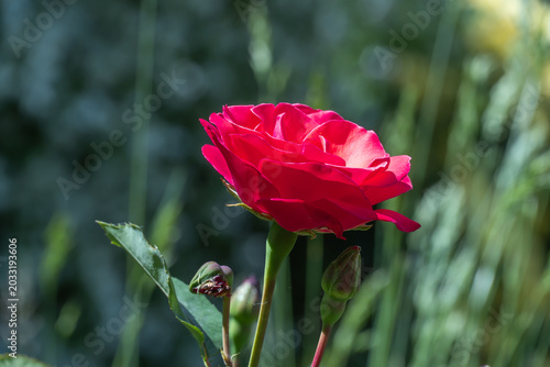 Red rose flowers and bud growing in country rose garden. Rosebush abundant blooming in summer. Nature background with flowering scarlet roses. Natural floral summer bloom garden or park backdrop.