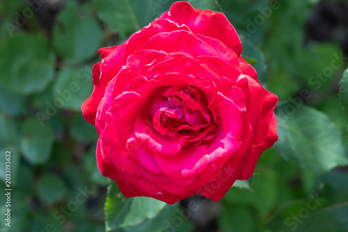 Red rose flowers and bud growing in country rose garden. Rosebush abundant blooming in summer. Nature background with flowering scarlet roses. Natural floral summer bloom garden or park backdrop.