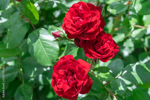 Red rose flowers and bud growing in country rose garden. Rosebush abundant blooming in summer. Nature background with flowering scarlet roses. Natural floral summer bloom garden or park backdrop.