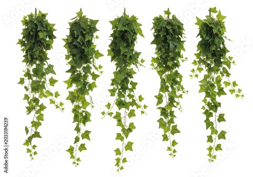 Green ivy plant hanging vertically in a natural cascade isolated on white background