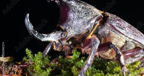 Rhinoceros Beetle (Megastoma sp.). In rainforest, Yasuni National Park, Orellana province, the Ecuadorian Amazon.