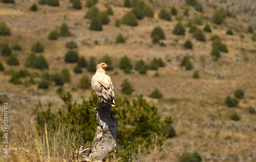 alimoche adulto en la sierra soriana