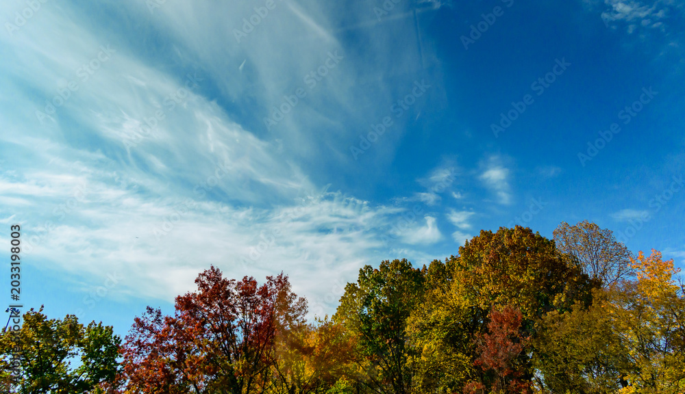 Fototapeta premium A vibrant autumn scene with a variety of colorful trees set against a clear blue sky with wispy clouds.
