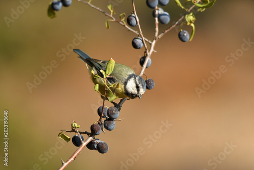 herrerillo busca frutos en otoño