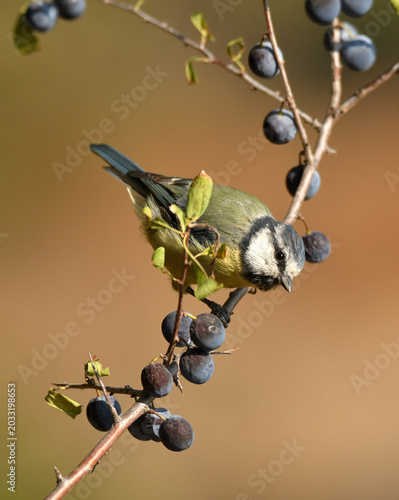 herrerillo busca frutos en otoño