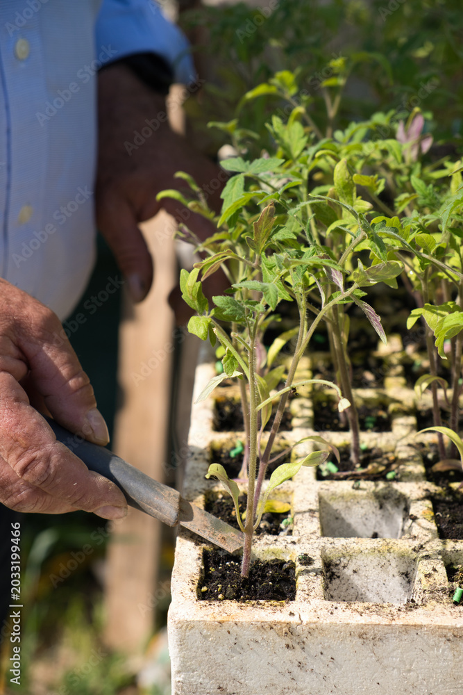 Fototapeta premium Gardener planting young tomato seedlings in individual pots
