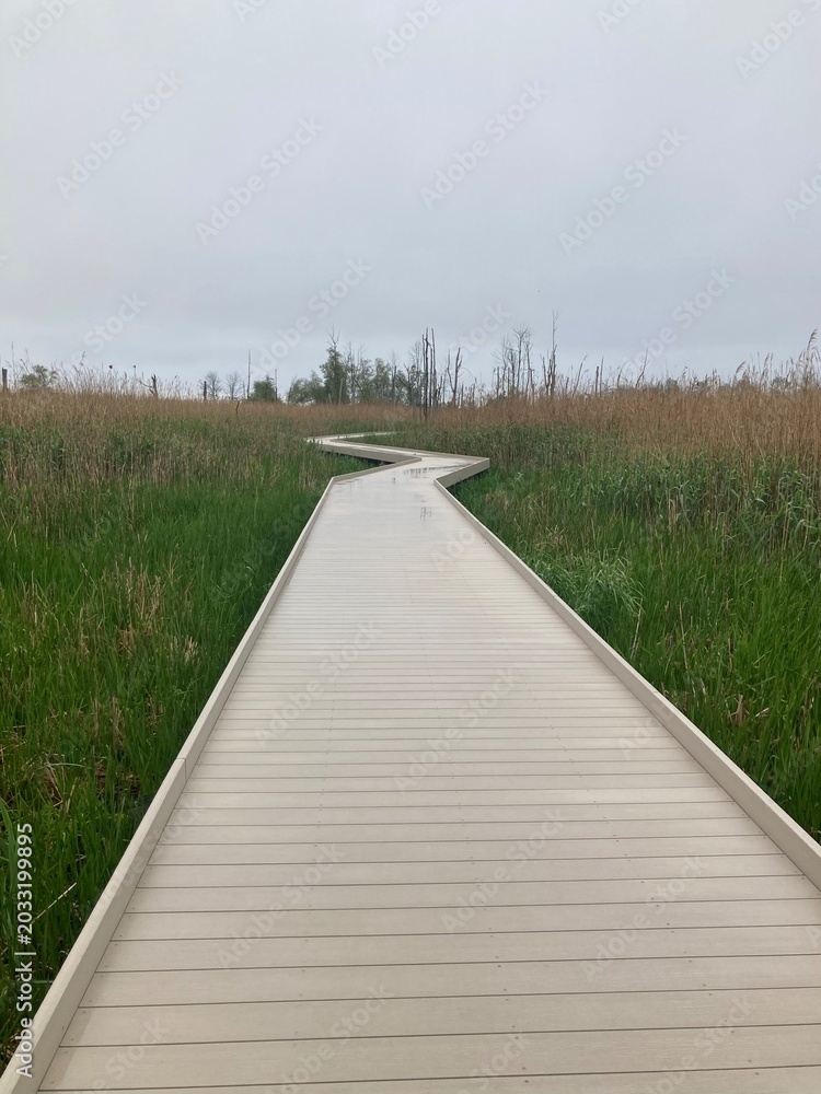 Fototapeta premium boardwalk trail through a wetland area