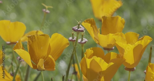 California golden poppy (Eschscholzia californica), Auvergne, France.