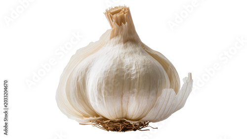 Whole garlic bulb with papery skin and roots