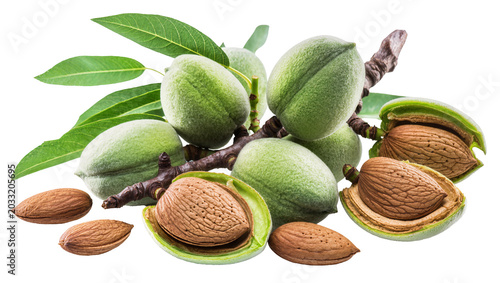 Photos Green almonds on branch with open and closed nuts
