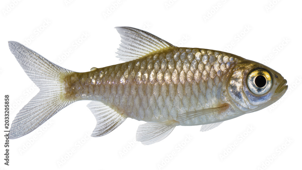Obraz premium Small silver fish with scales and fins
