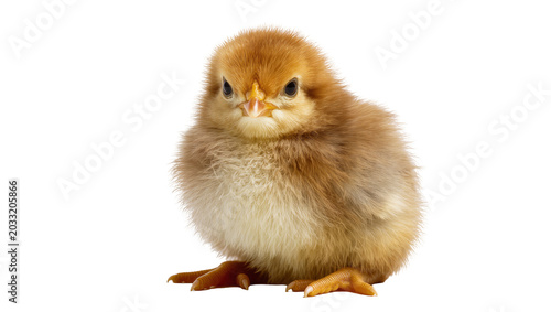 фотографія Fluffy brown chick with orange beak and black eyes