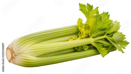 Photography Fresh green celery stalks with leaves