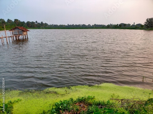 Schilderij op canvas Serene backwater scene surrounded by lushy green plants