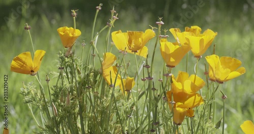 California golden poppy (Eschscholzia californica), Auvergne, France.