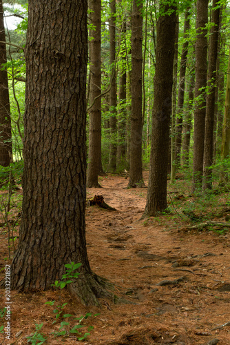 Quadro su tela Evergreen pine trees along the Gravity Trail on Mount Penn in Reading, Pennsylvania surrounded by natural woodland scenery
